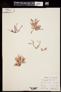 Farlowia mollis image