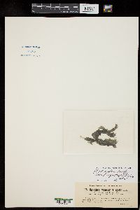 Hydrocoleum lyngbyaceum f. rupestre image