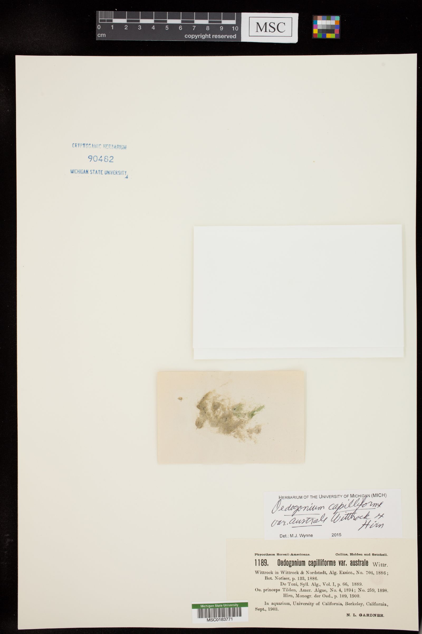 Oedogonium capilliforme var. australe image