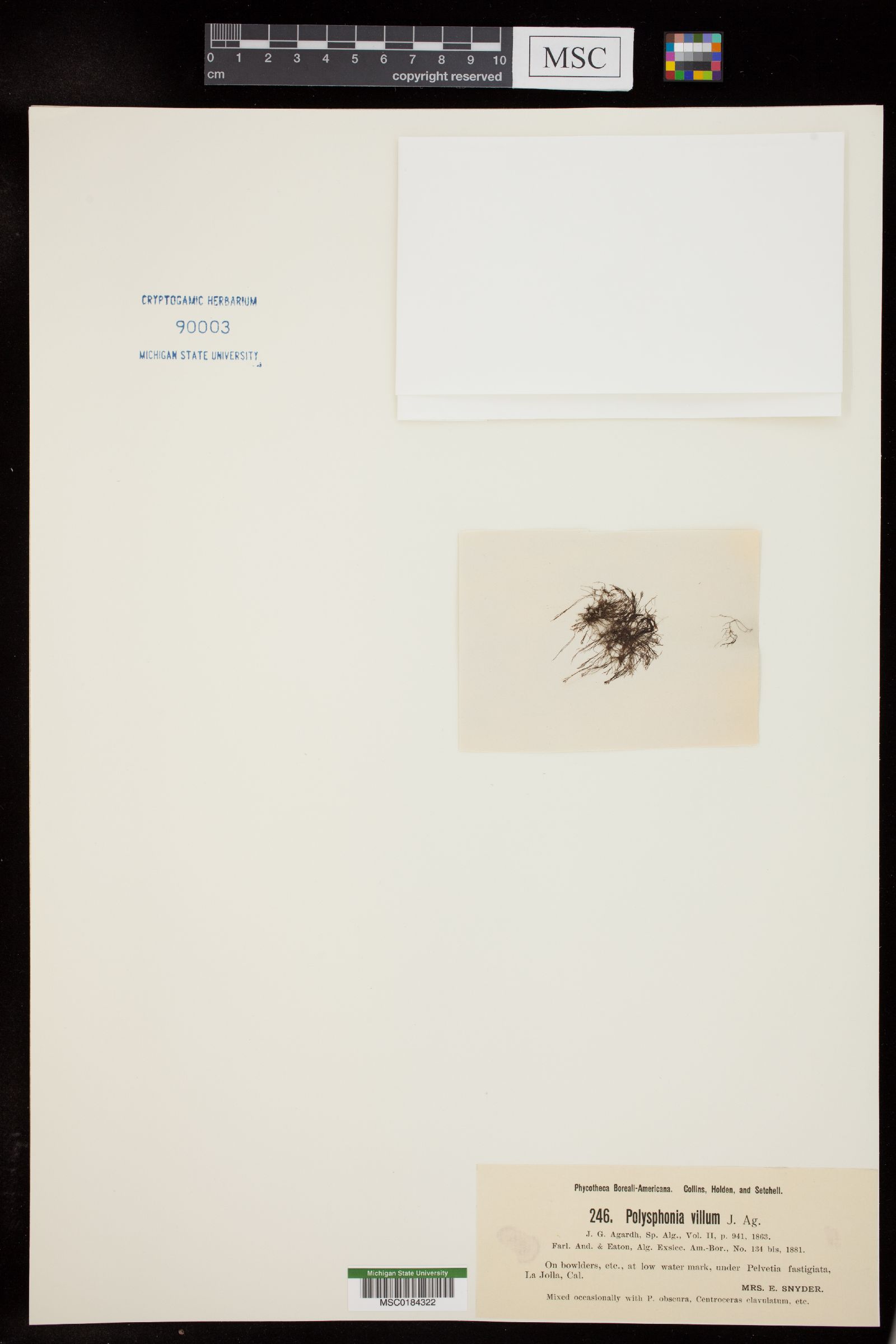 Polysiphonia scopulorum var. villum image