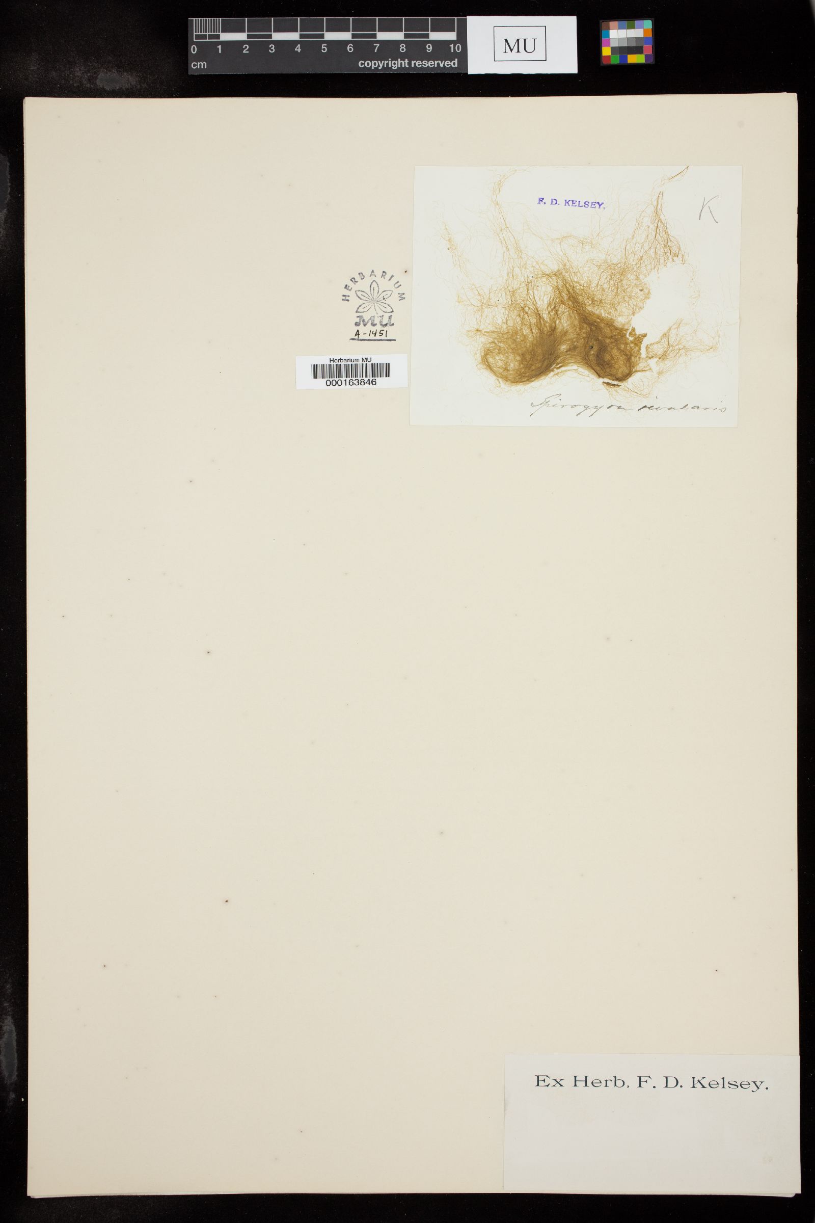 Spirogyra regularis image