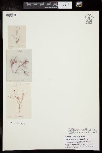 Amphiroa nodulosa image