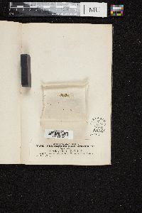 Chlorotylium cataractarum image