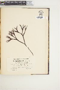 Ahnfeltiopsis linearis image