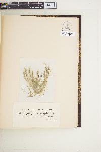 Oedogonium grande var. angustum image