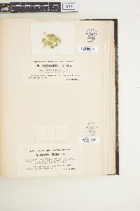Oedogonium rothii image