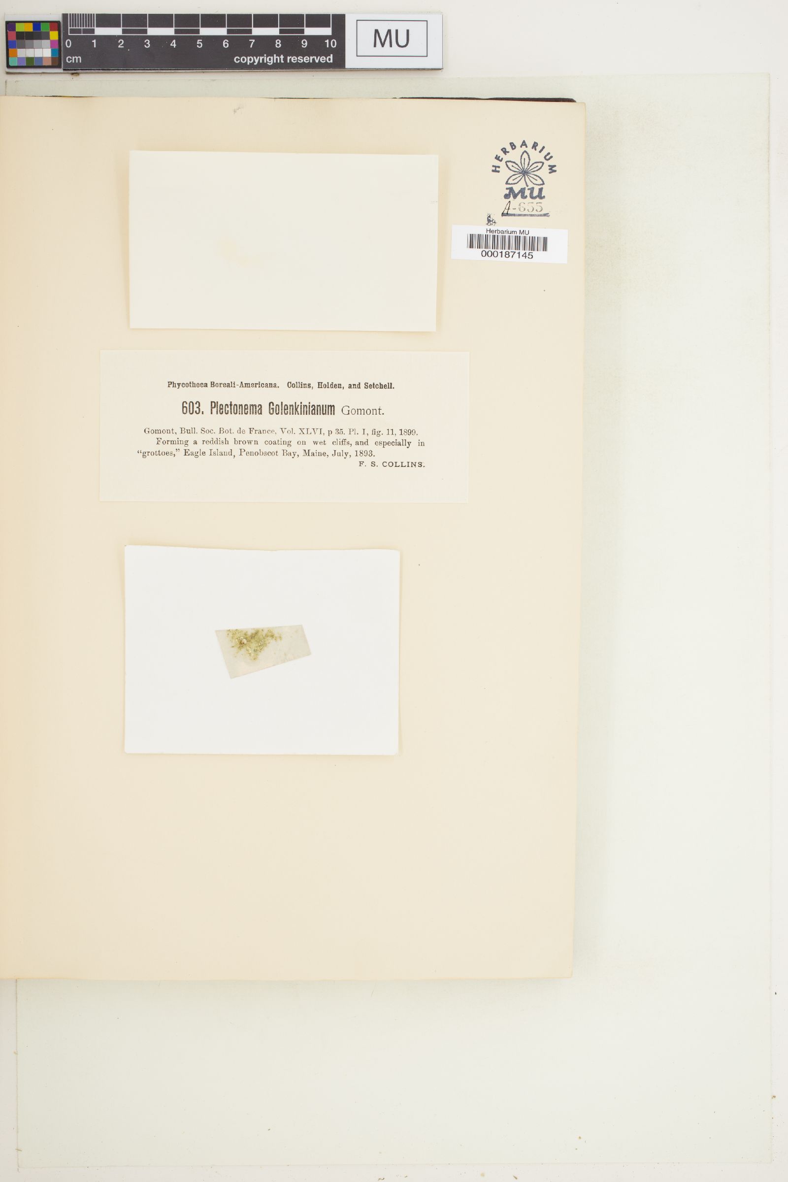 Pseudophormidium golenkinianum image