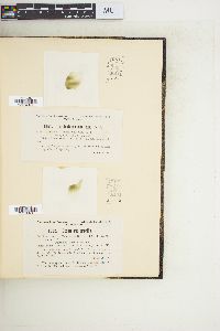Chroomonas americana image