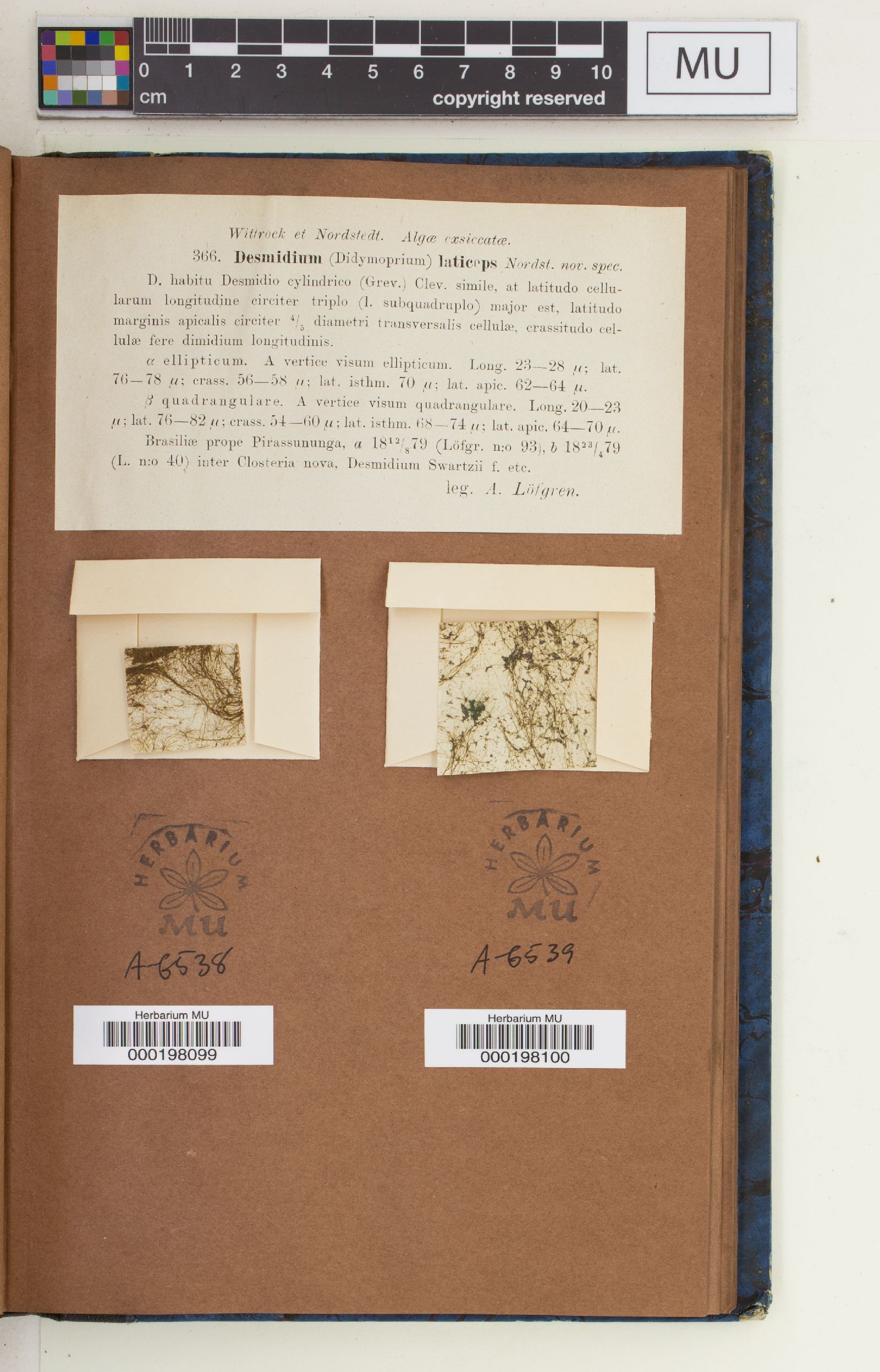 Desmidium laticeps image