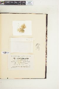Amphiroa fragilissima var. debilis image