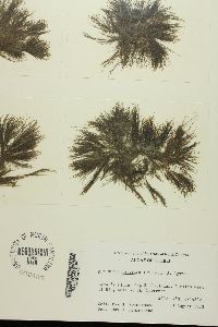Acrosiphonia arcta image