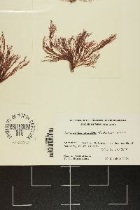 Anotrichium crinitum image