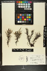 Caepidium antarcticum image