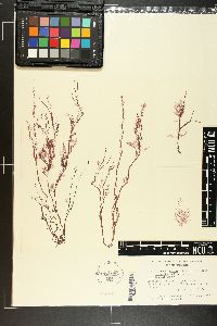 Ceramium fructiculosum image