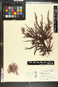 Ceramium planum image