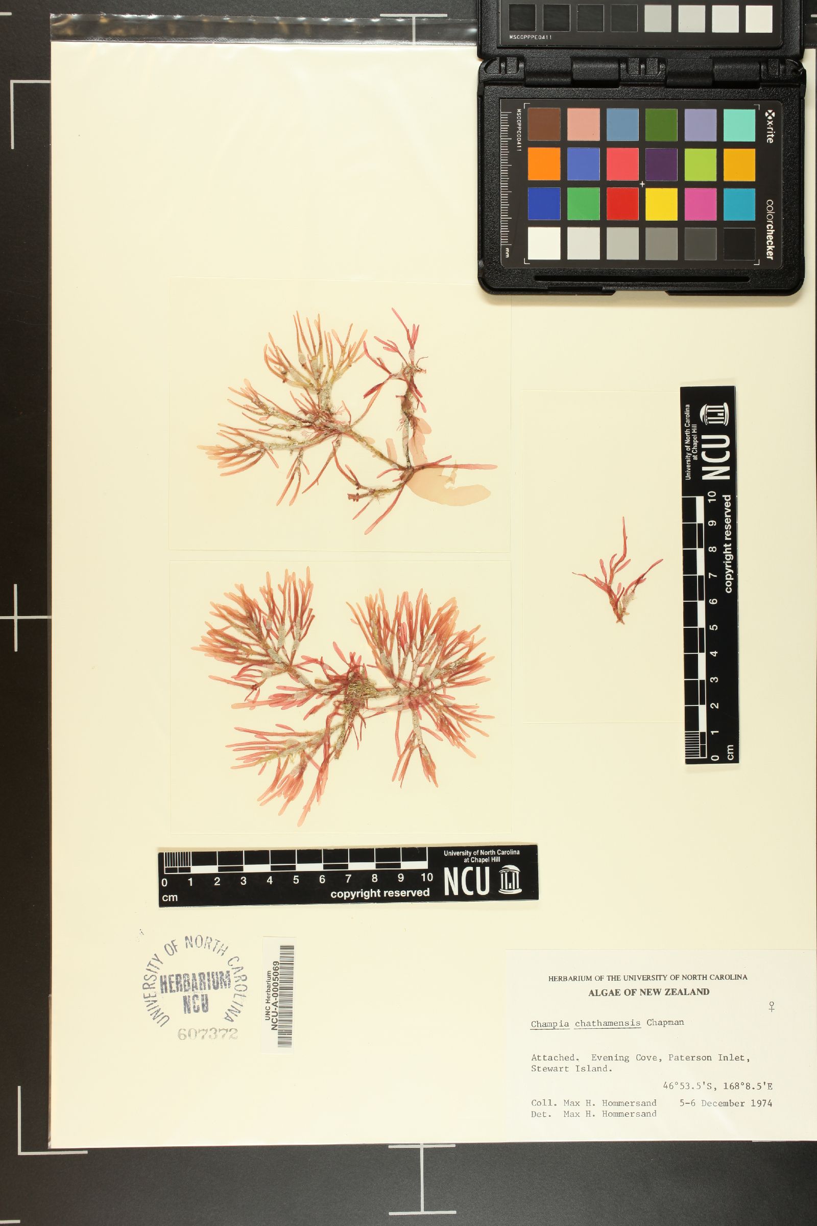 Champia chathamensis image