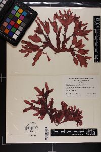 Cirrulicarpus carolinensis image