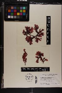 Cirrulicarpus carolinensis image