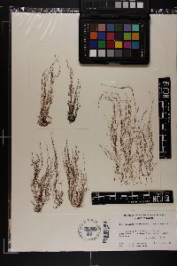 Dictyosiphon foeniculaceus image