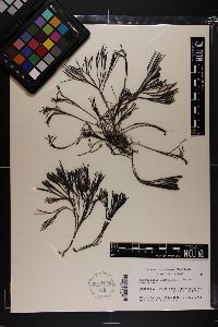 Furcellaria lumbricalis image