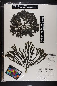 Codium simulans image