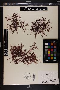 Hypnea charoides image