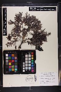 Kuetzingia canaliculata image