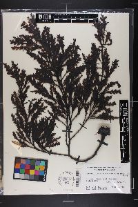 Landsburgia quercifolia image