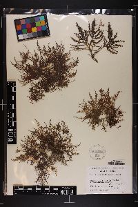 Laurencia paniculata image