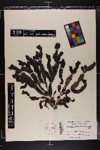 Neurymenia fraxinifolia image