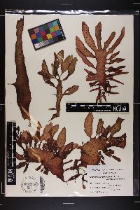 Rhodoglossum gigartinoides image