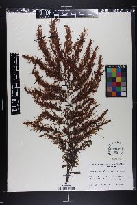 Sargassum acinarium image