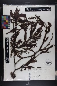 Sargassum giganteifolium image