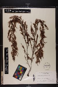 Sargassum horneri image