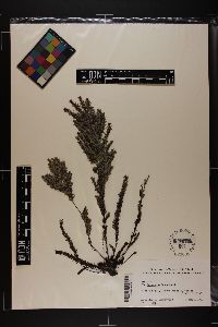 Sargassum johnstonii image