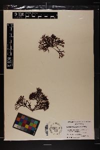 Trematocarpus dichotomus image