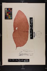 Rhodoglossum latissimum image