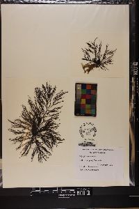 Polysiphonia cancellata image