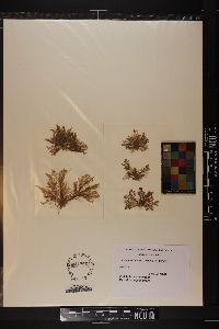 Pleonosporium mexicanum image