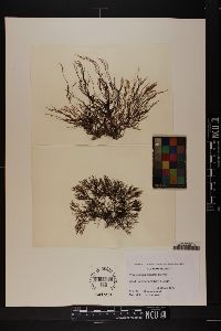 Neosiphonia echinata image