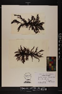 Polysiphonia strictissima image