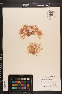 Erythroclonium muelleri image