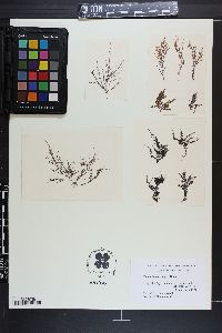 Chondria macrocarpa image
