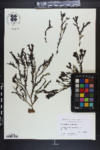 Dictyopteris undulata image