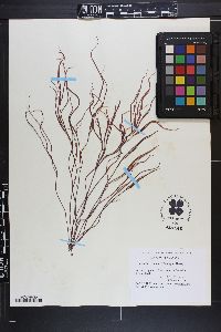 Gracilaria secundata image