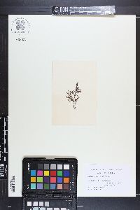 Erythroclonium muelleri image