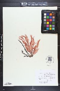 Schizoseris griffithsia image