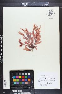 Schizoseris griffithsia image