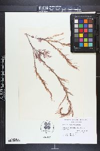 Paraglossum crassinervium image