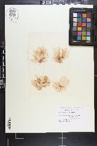 Porphyra columbina image